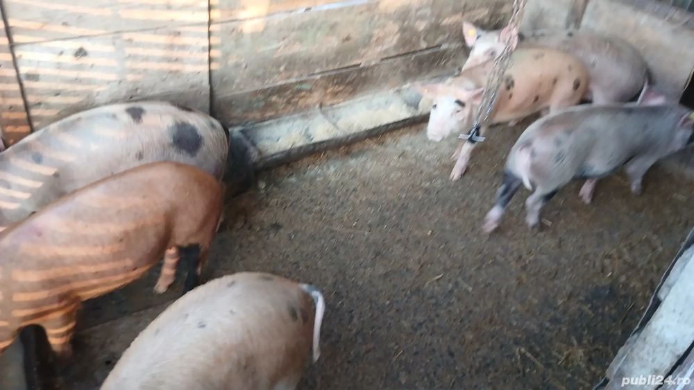 Purcei de rasa duroc, pietrain