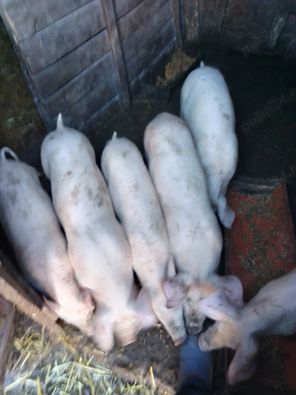 Vând purcei 3 luni 6 mil bucata