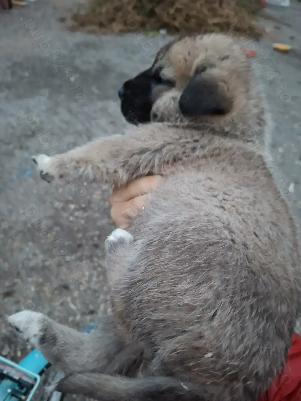 Mascul Kangal 6 saptamnii 