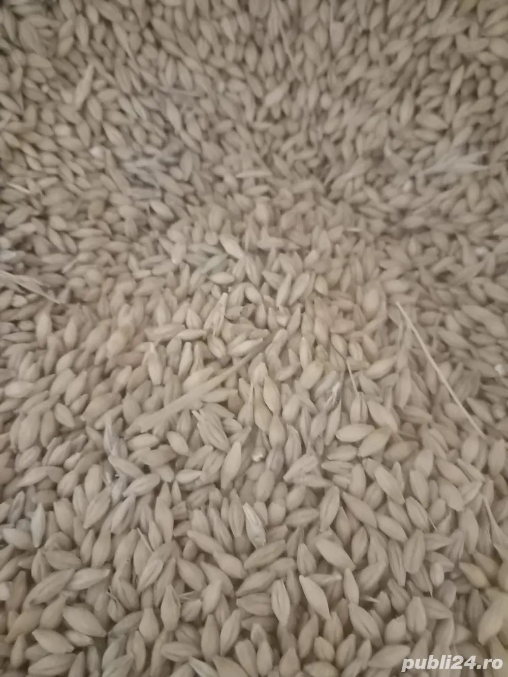 Vand orzoaica de primavara 