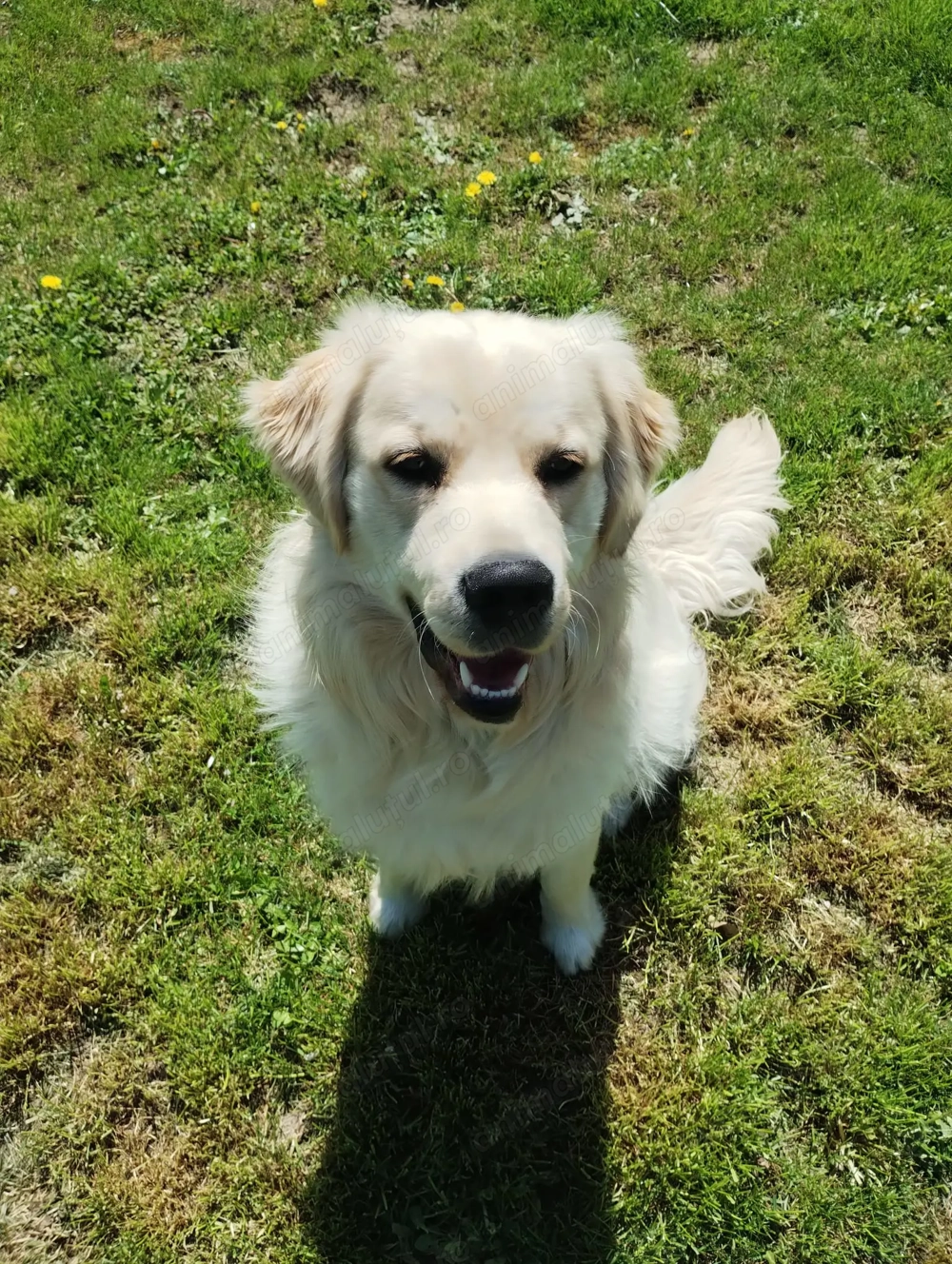 Vând Golden Retriever