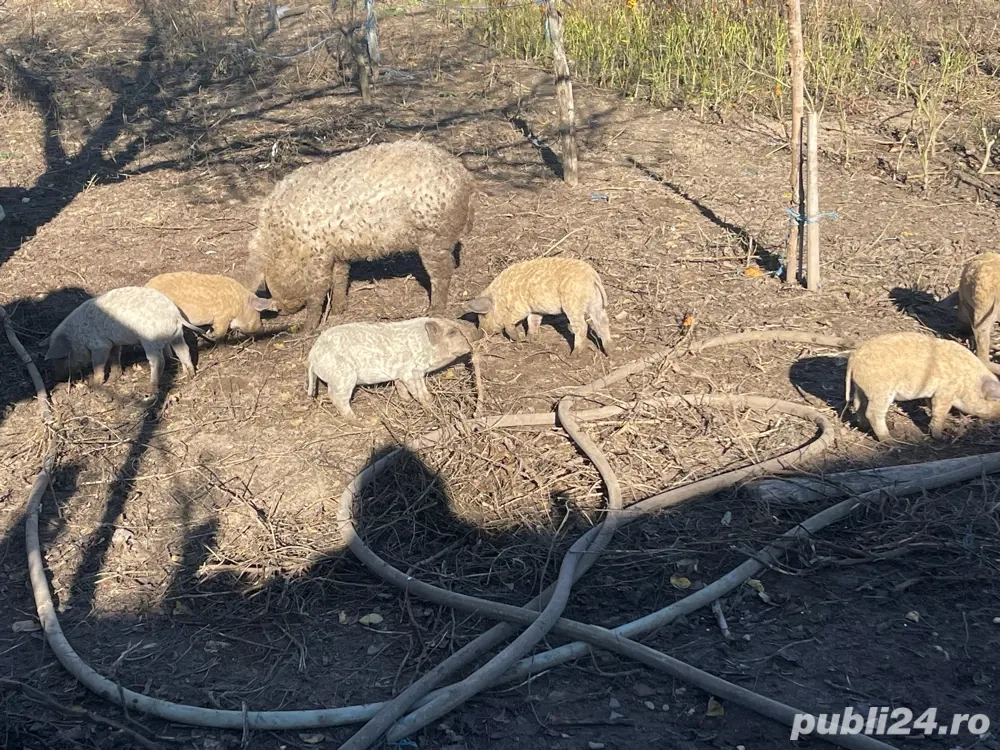 Vand purcei Mangaliță si Grostei de 6 luni 