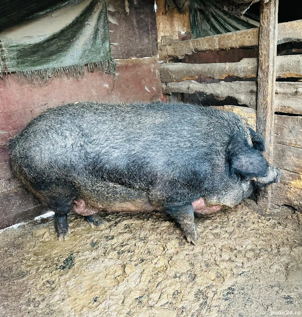 Porc mangalita pentru Crăciun 