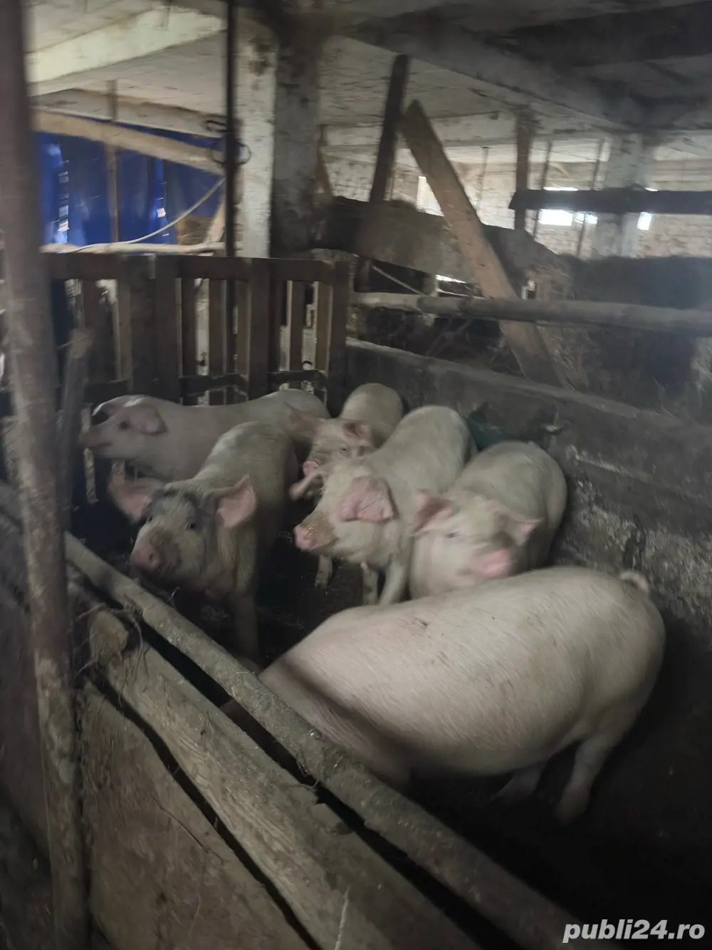 vând porci de 90-150 kg 