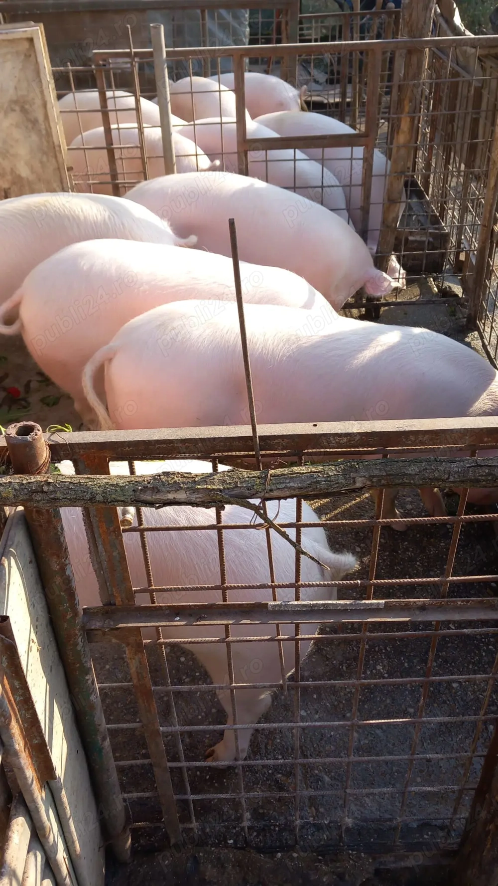 Porci de vânzare   Sat Solacolu, jud. Călărași (40 min de București)