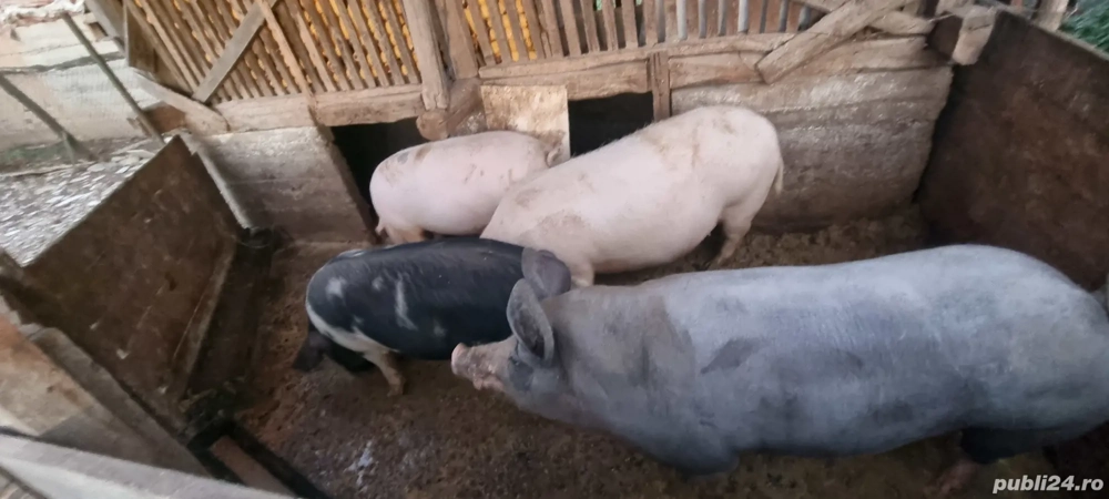 Porci pentru Crăciun 