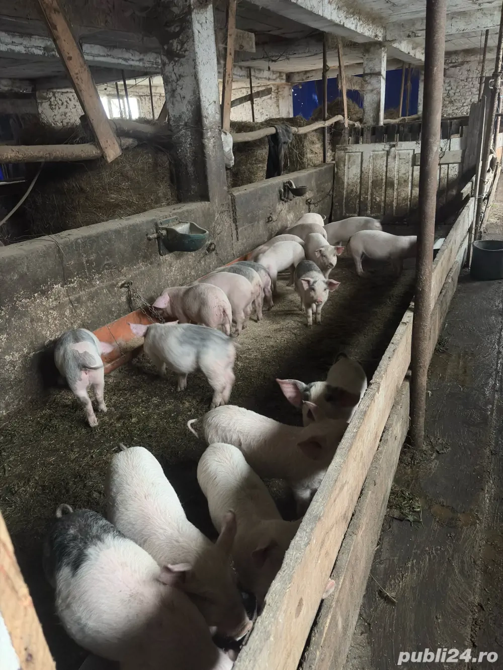 vand purcei ințărcați 30 kg 