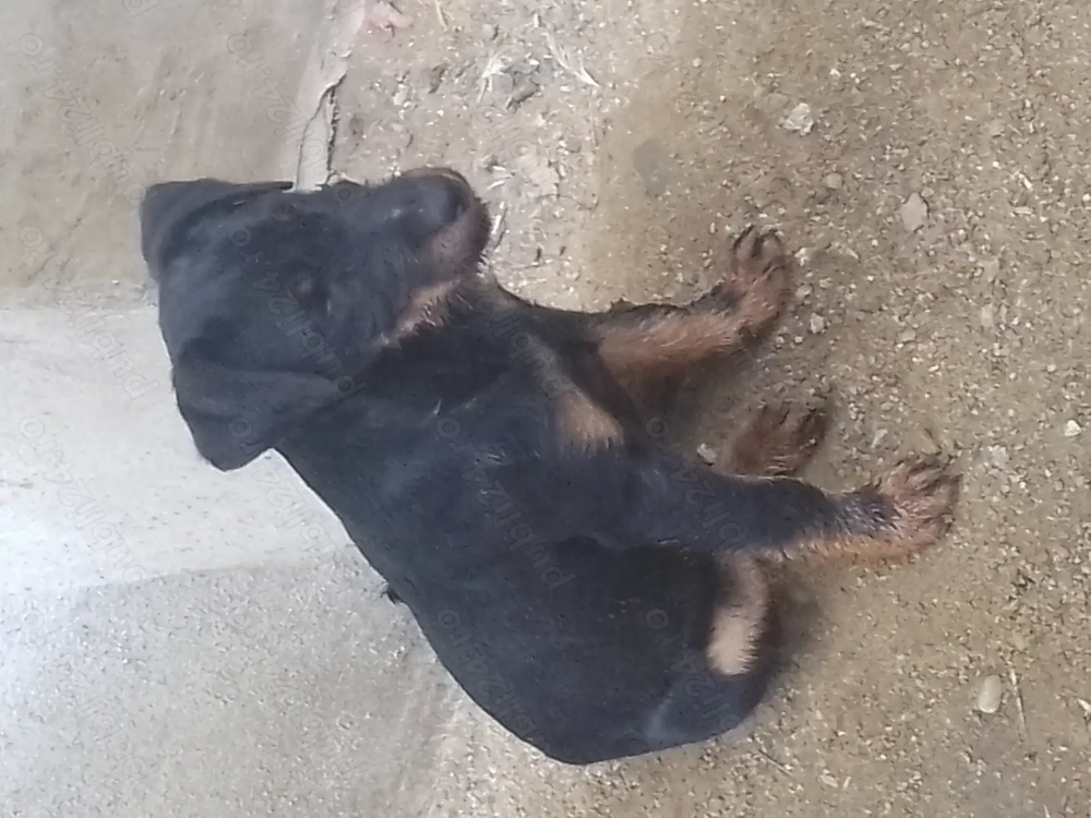 Cățel jagdterrier femelă 