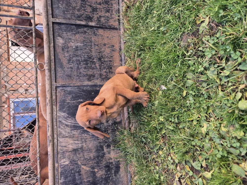 De vânzare vizsla maghiar 11 sapt!Mascul 200 de lei