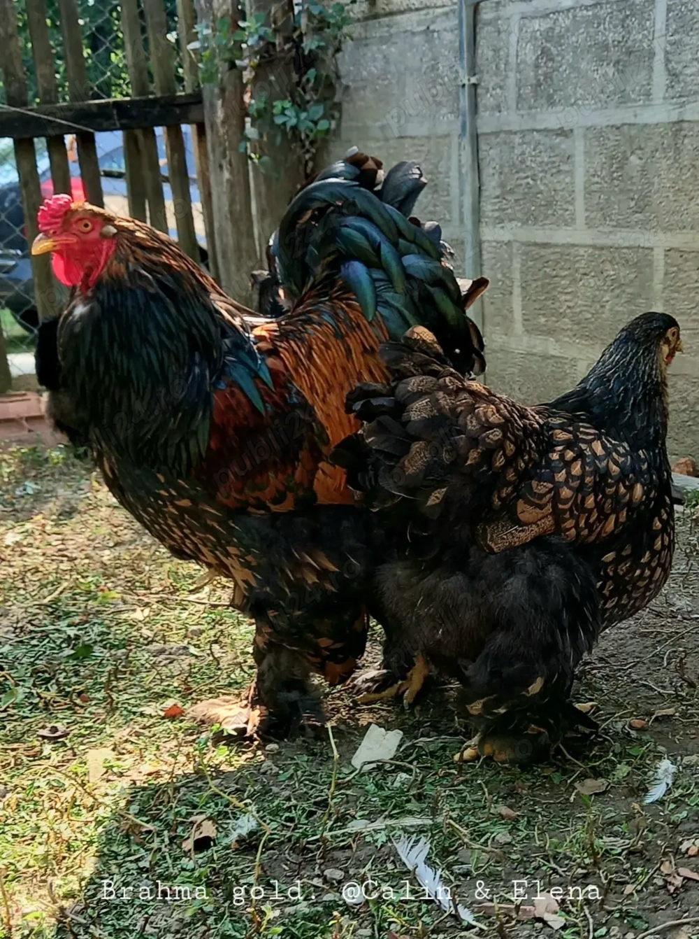 Brahma Gold Laced si Australorp