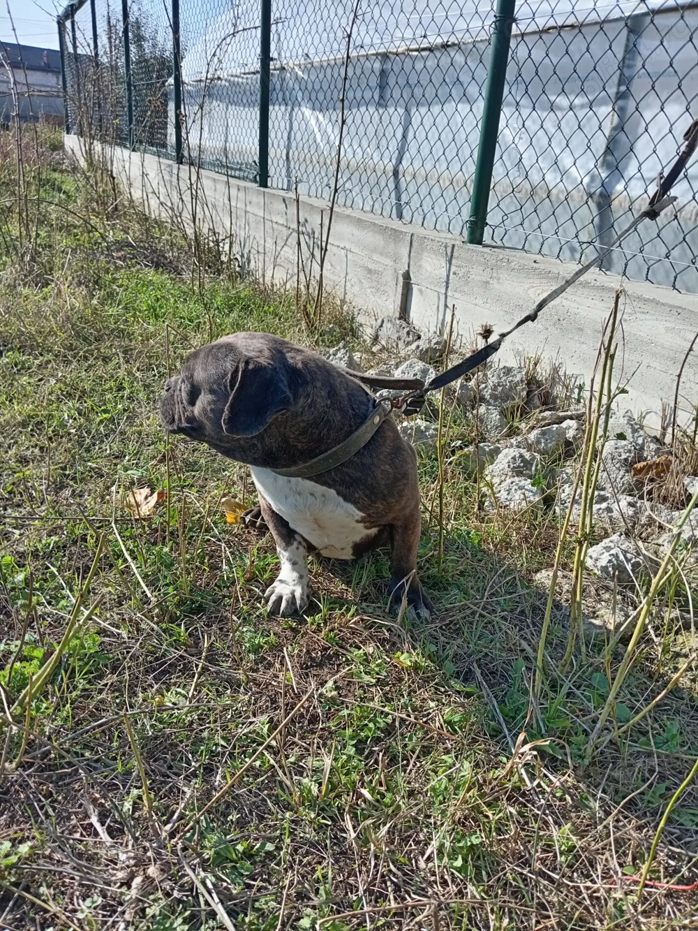 Femela american Bully micro 