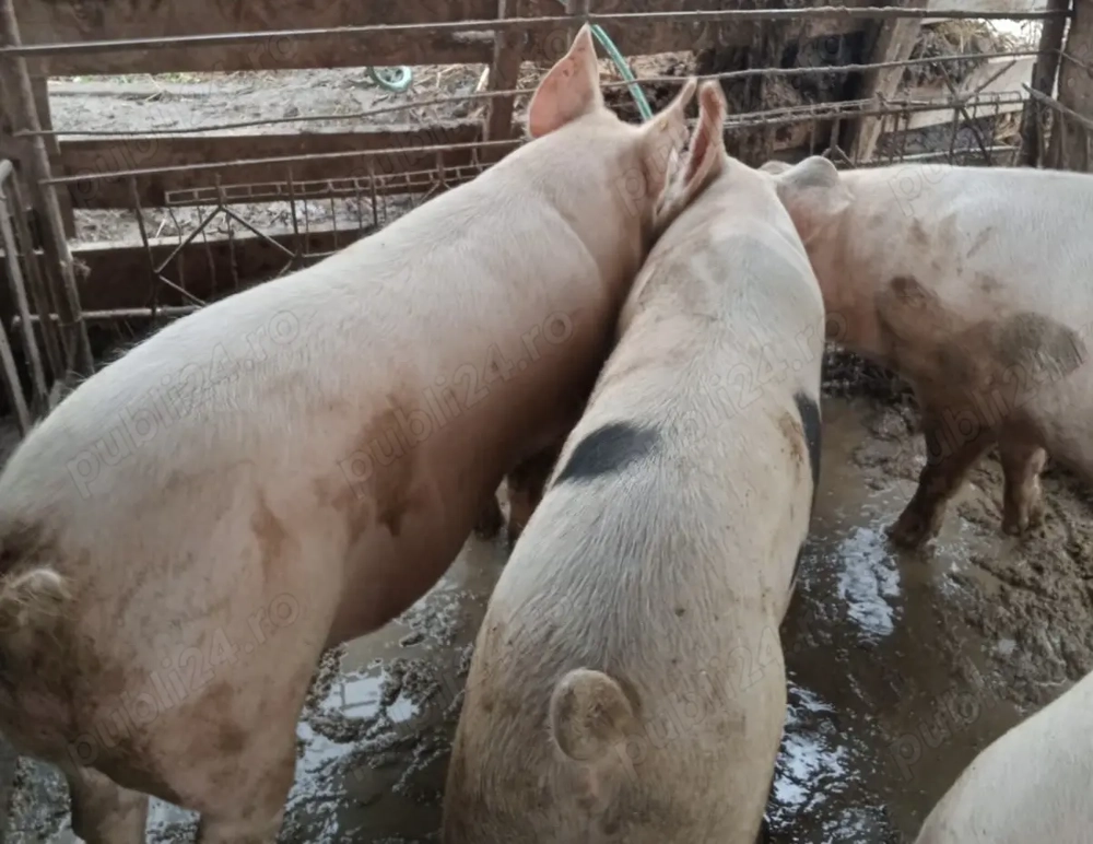Vând porci de carne, grași crescuți în gospodărie.