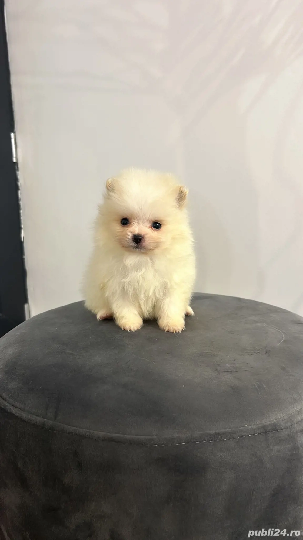 pomeranian mini