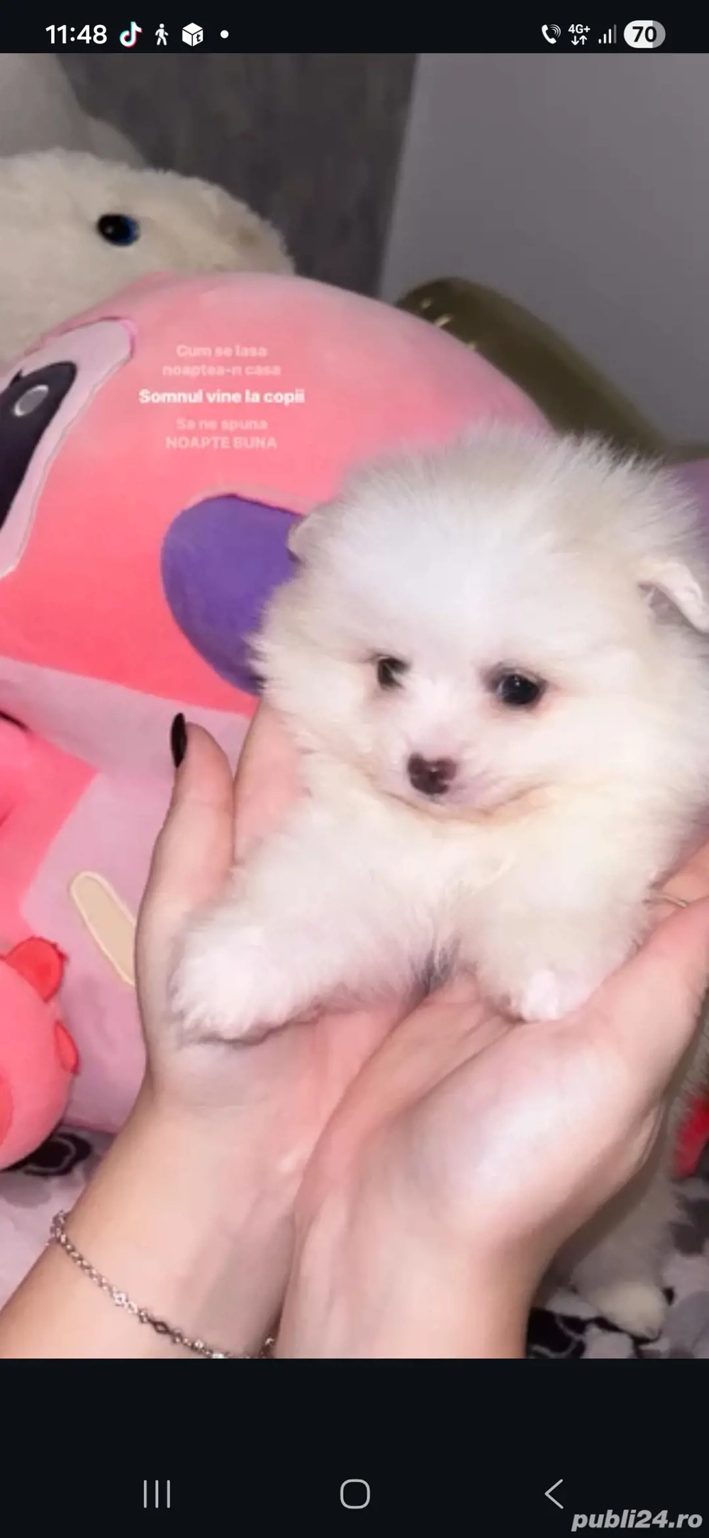 Pomeranian spitz mini