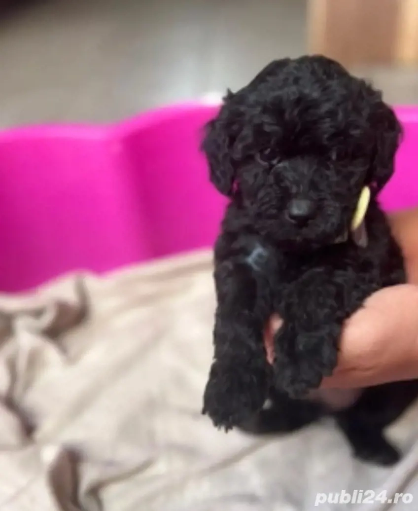 Pudel Caniche Toy fetita si baietel