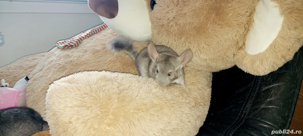 Vand pui de chinchilla, chinchila, sinsila
