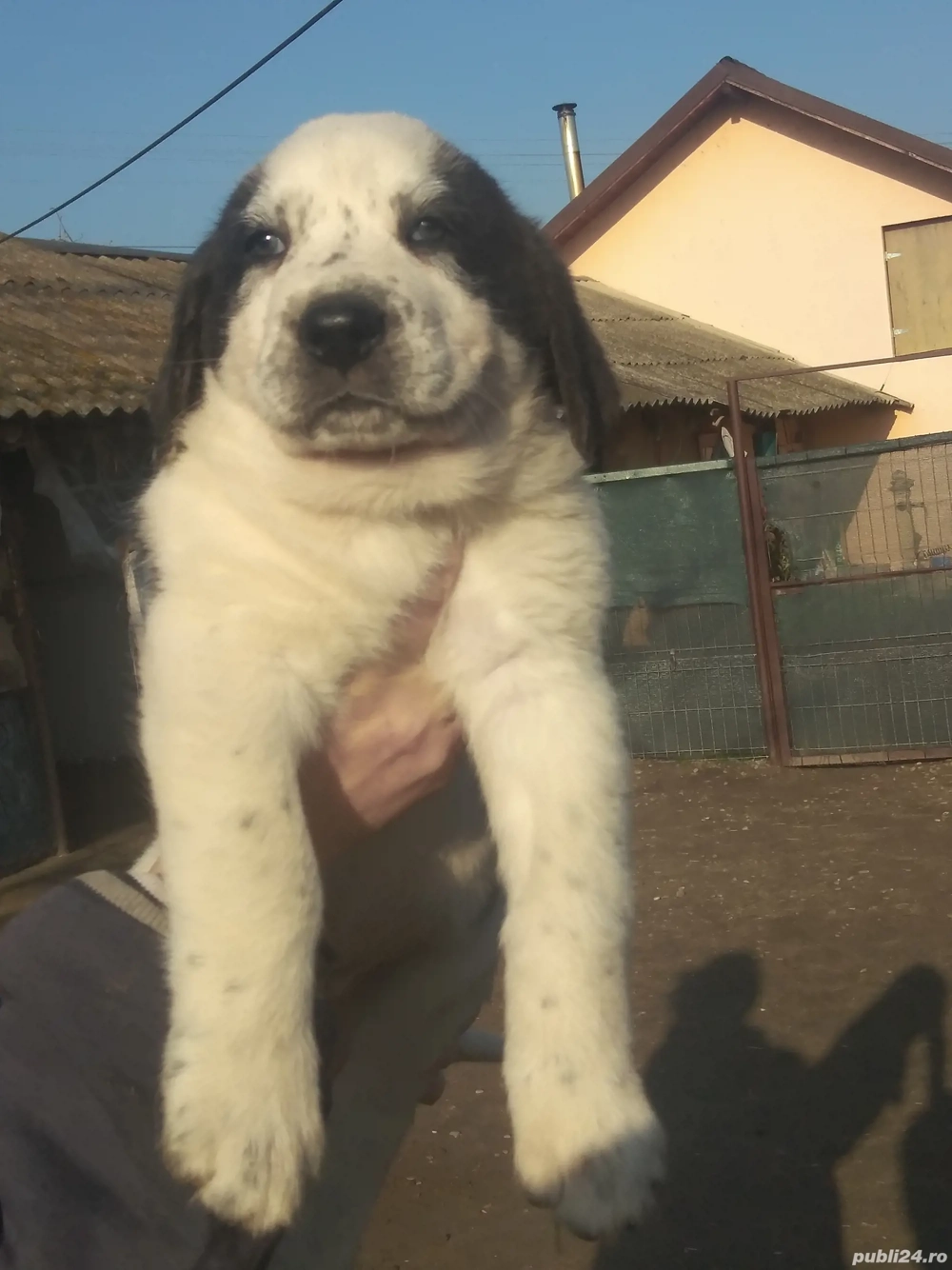 Căței Ciobanesc de Asia Centrala. 