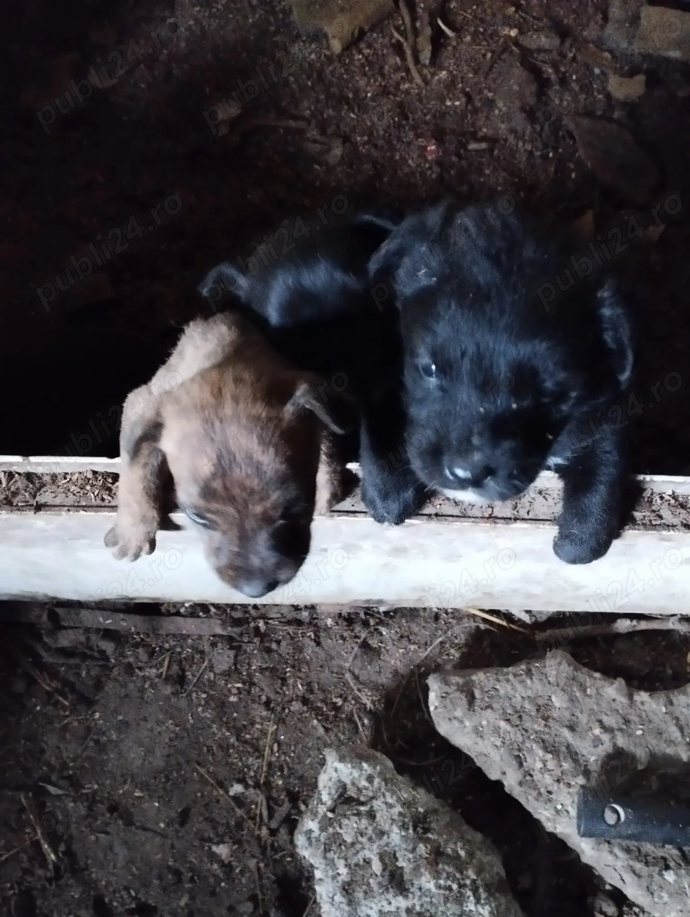 Donez puii de caine sorecar