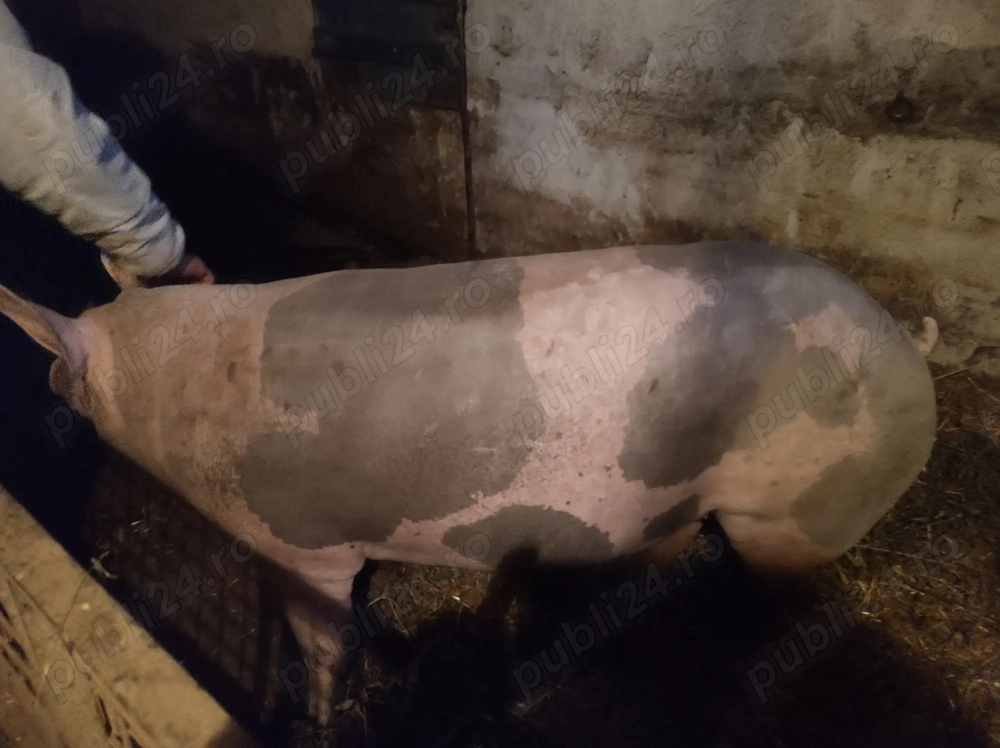 Porc pietrean belgian