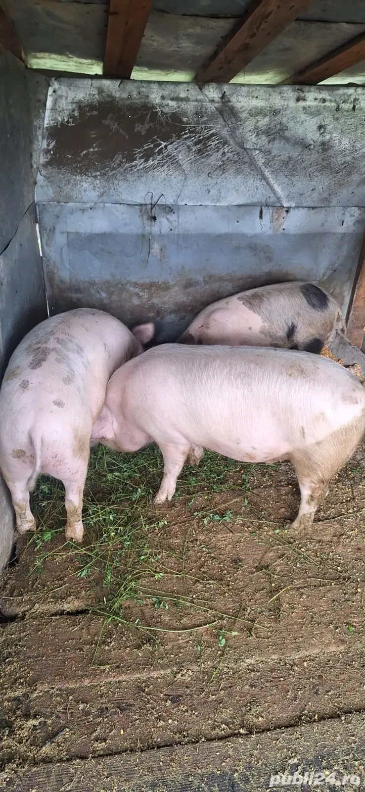 Porci de taiat pentru Crăciun 