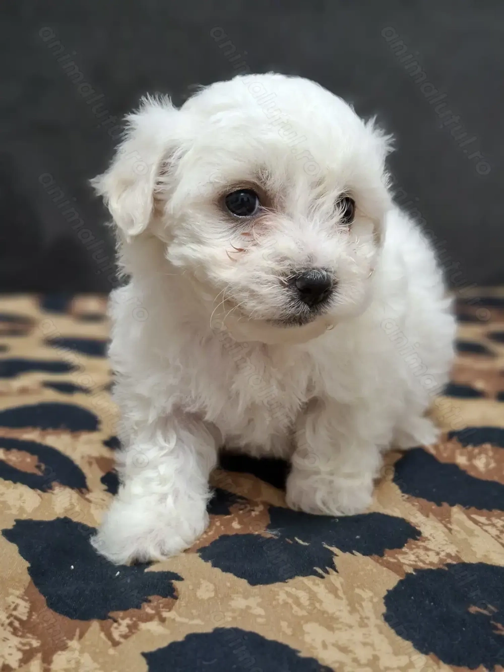 Bichon maltez  talie mică