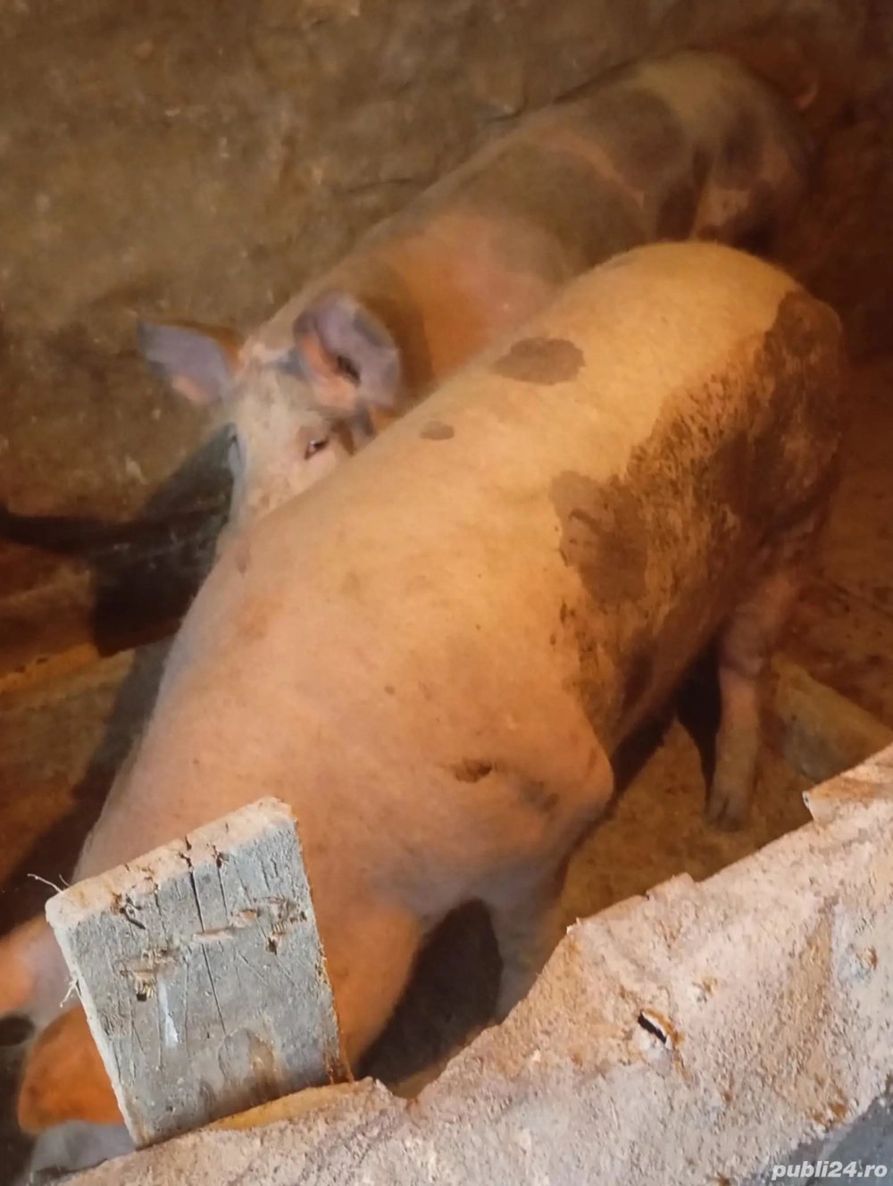 vind porci de taiat rasa petrean 