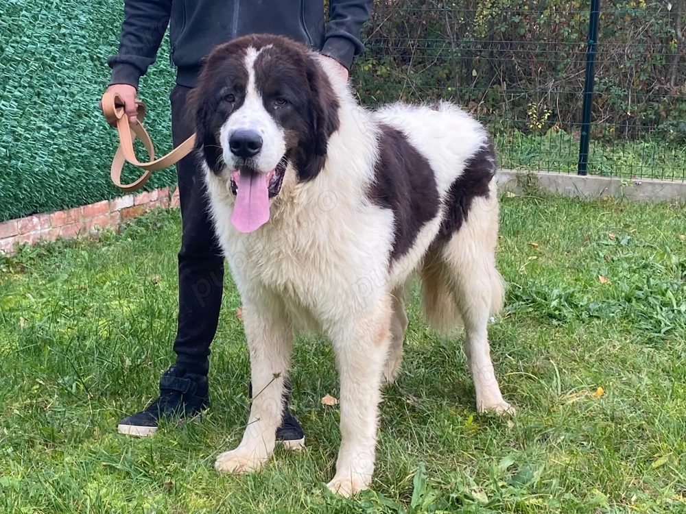  Ciobănesc Românesc de Bucovina 