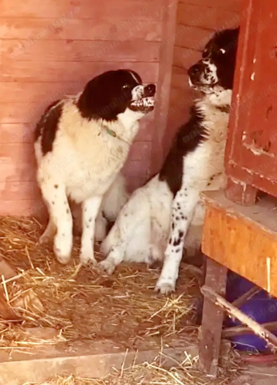 Ciobanesc de Bucovina 