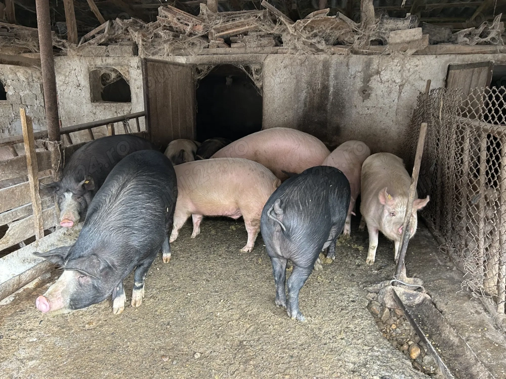 Vand porci de tara negociabil 
