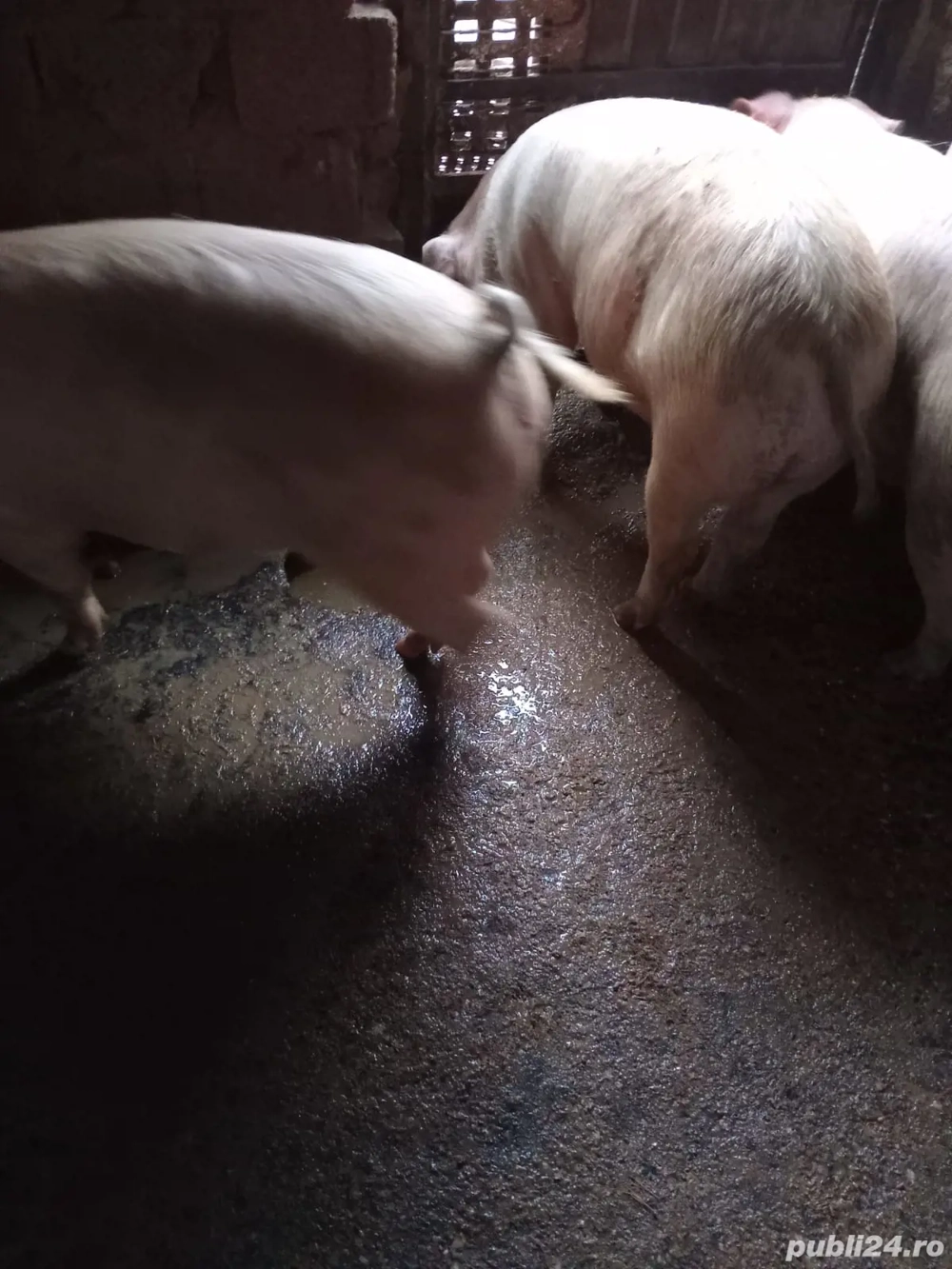 vand porci si grasuni