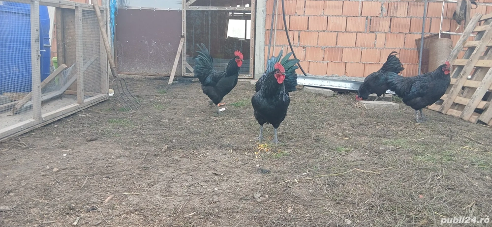 Cocosi Australorp originali