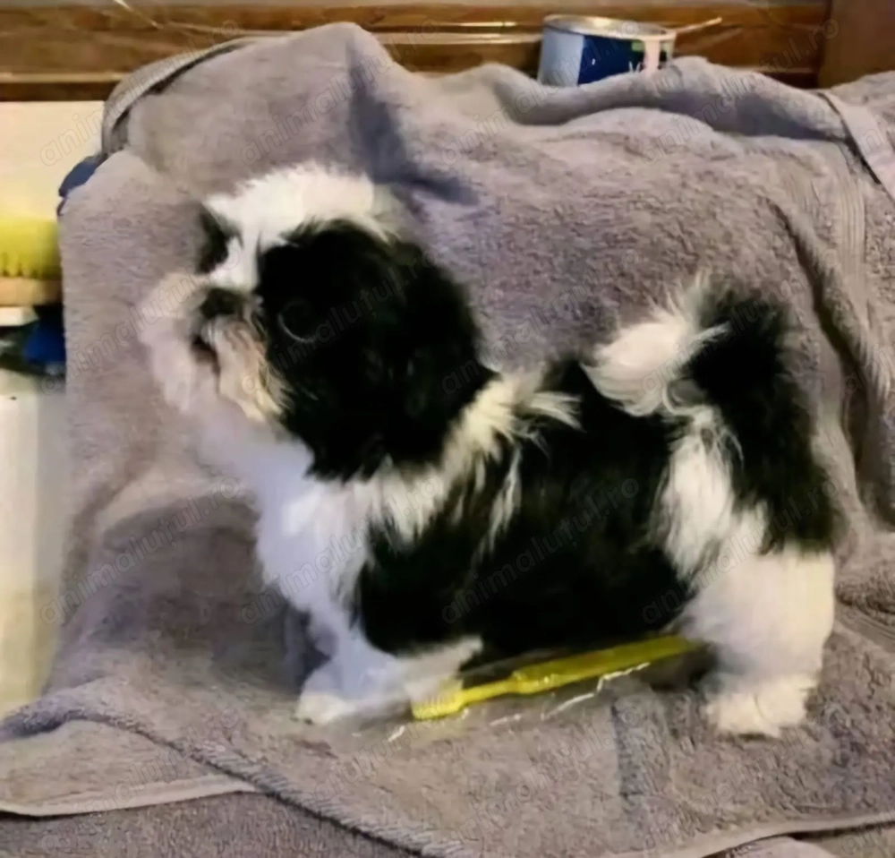 Bichon Havanez fetițe și băieți 