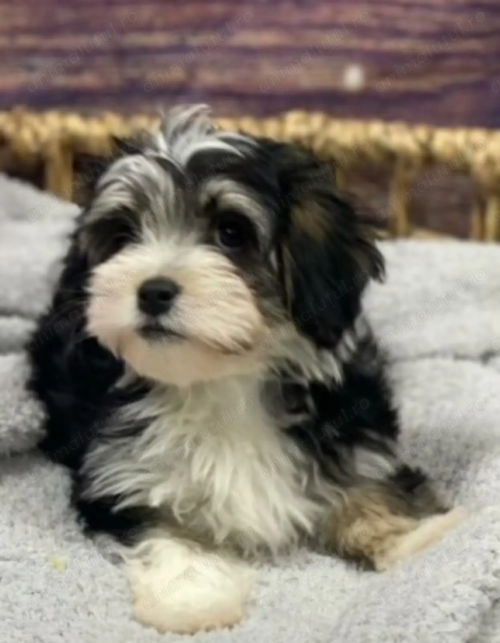 Bichon Havanez fetițe și băieți 600 lei