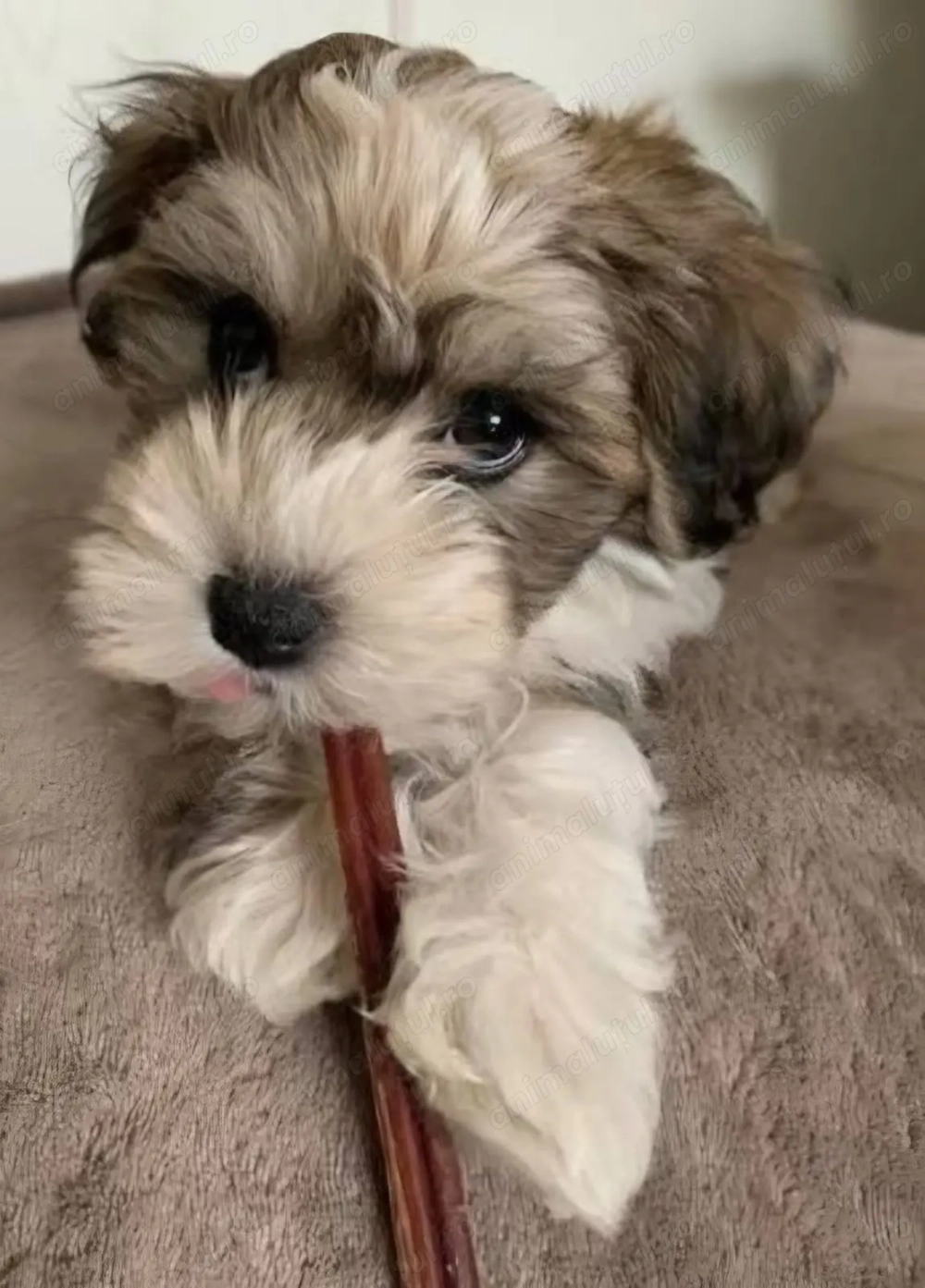 Bichon Havanez fetițe și băieței