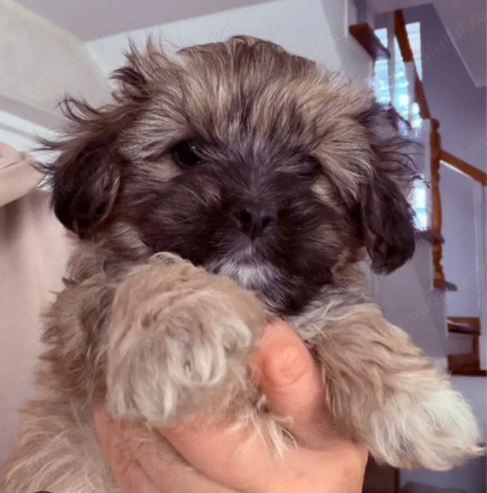 Bichon Havanez fetițe și baietei