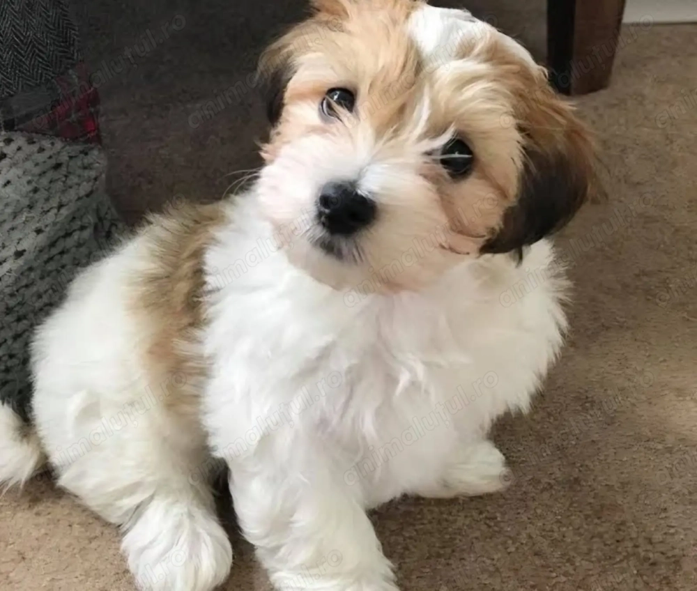 Bichon Havanez băieței și fetițe 