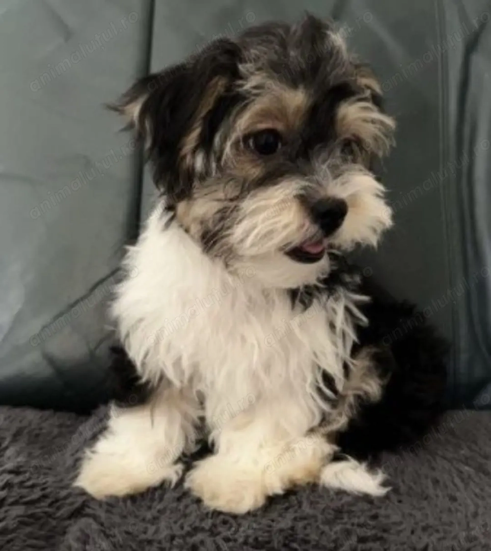 Bichon Havanez fetițe și băieți 