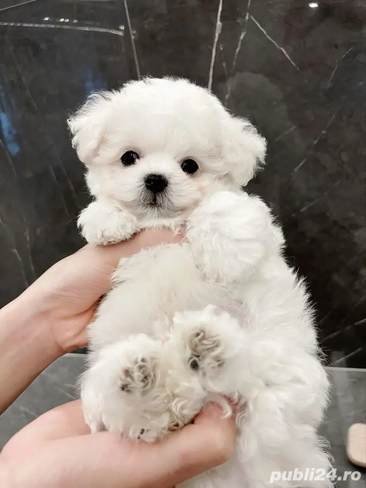 bichon maltez mini toy deosebit 