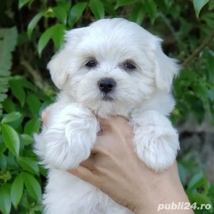 bichon maltez mini toy rasă pură 