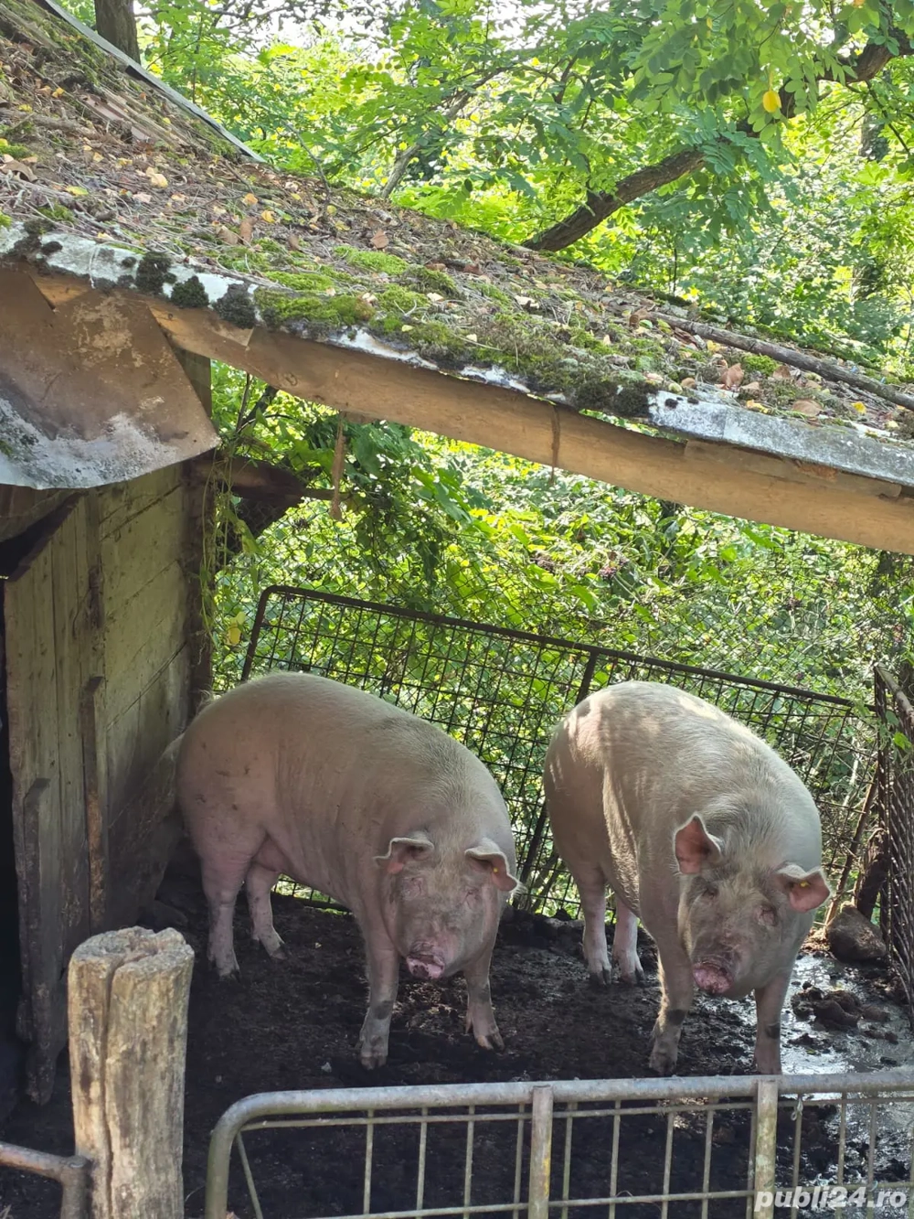 Vând 1 porc de peste 200 de kg 