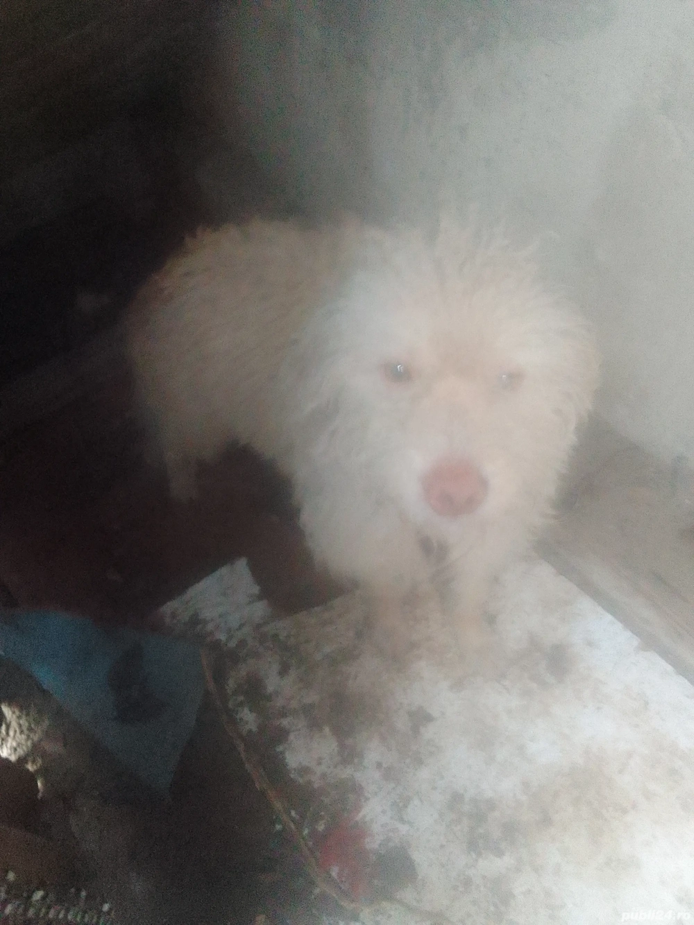 vand un catel de trufe