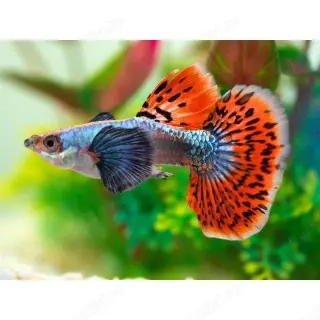 Ma interesează urgent donații cu pești vivipari in București, sector 4!!!!!!