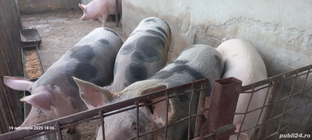 porci de vanzare 100-120kg
