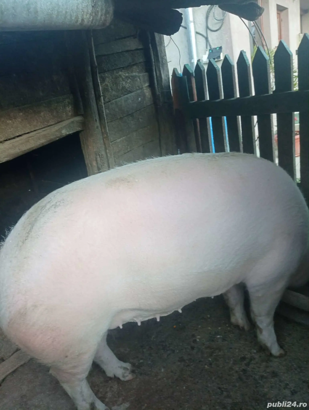 Purcea de vanzare 17 ron 