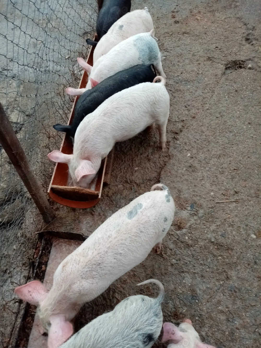 Purcei de vânzare 2luni jumătate