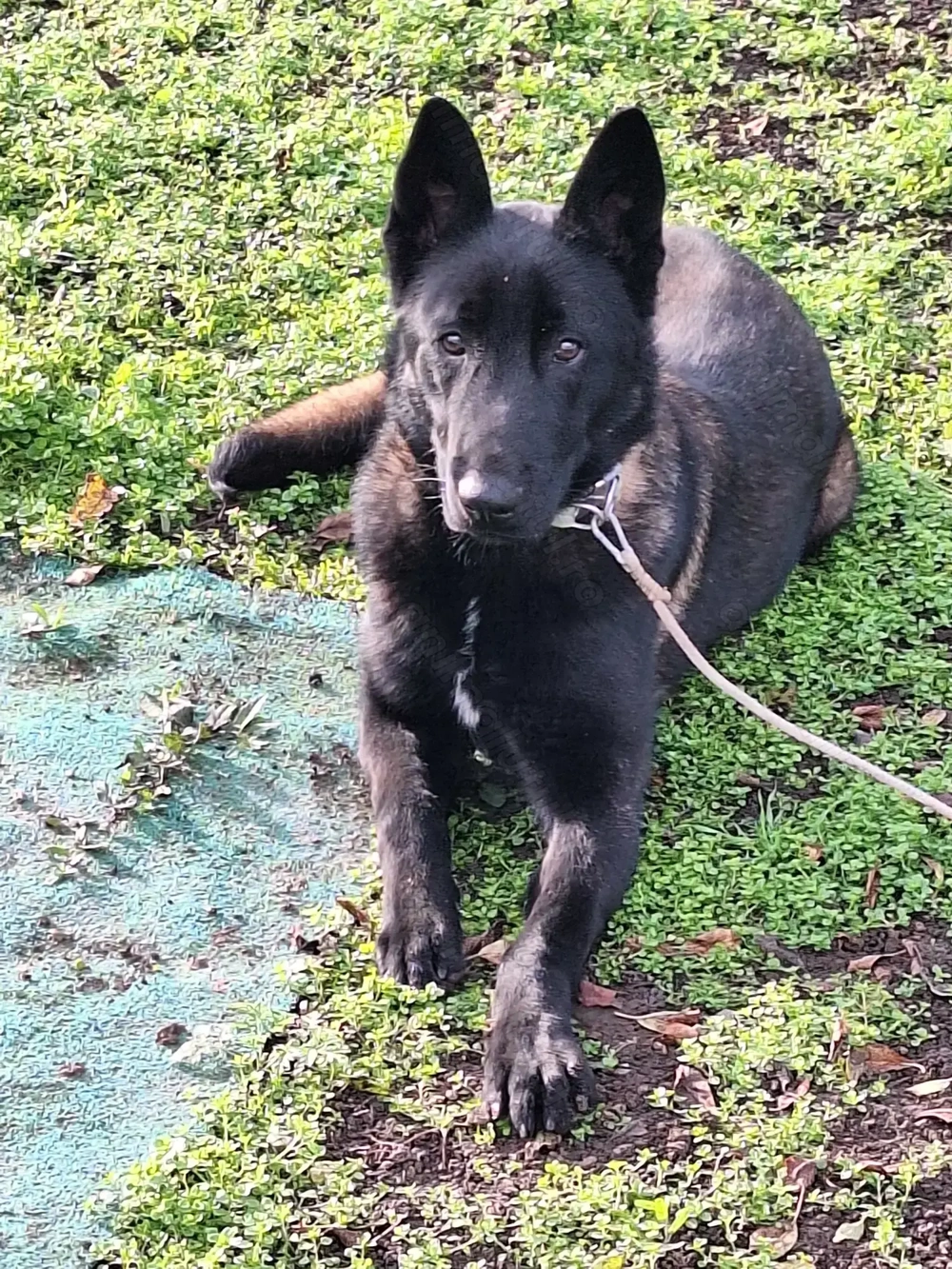 Vând ciobănesc belgian malinois