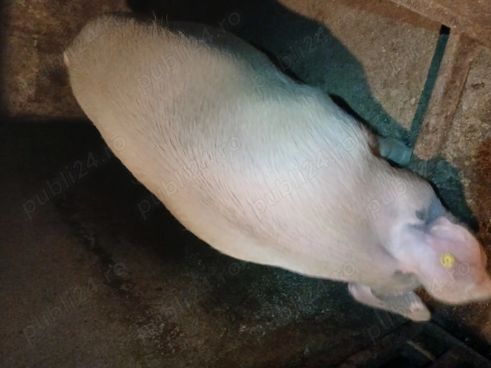 Vând un porc sau o purcea la alegere 