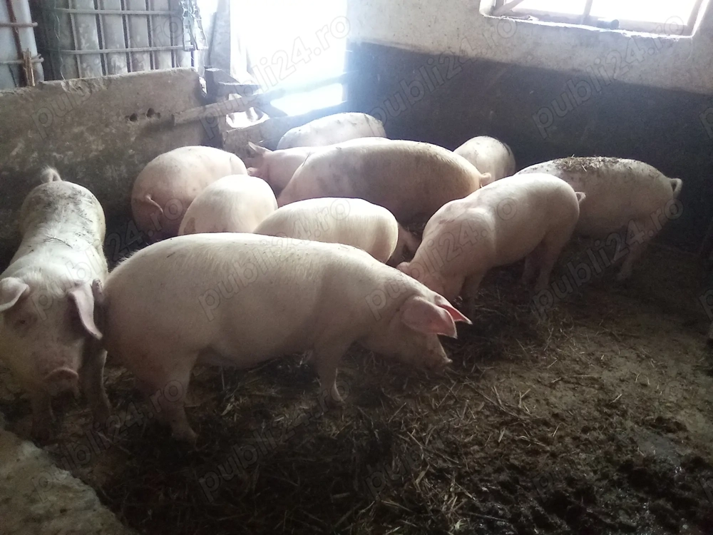 Vând porci crescuți cu cereale !