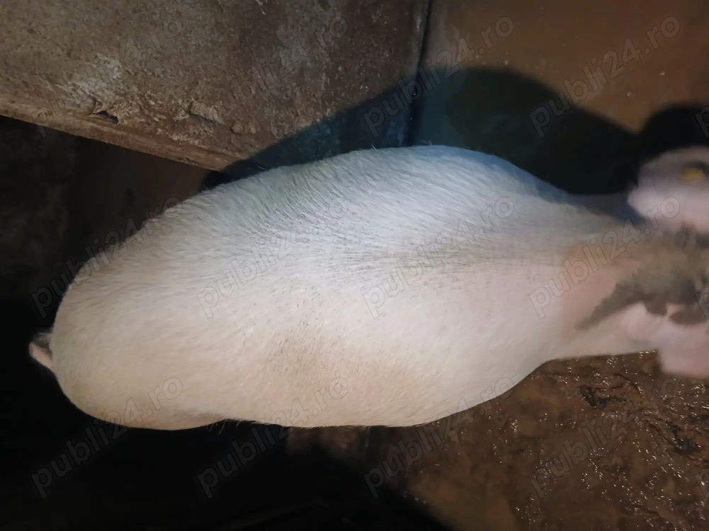 Vând un porc sau o purcea la alegere 