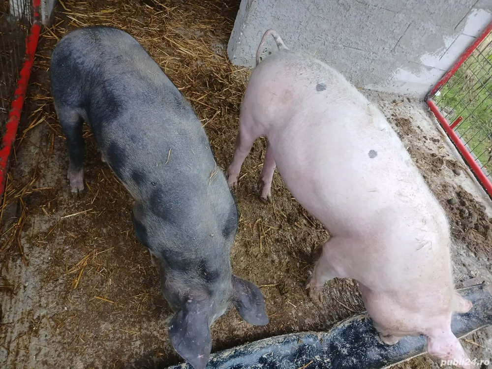 Purcei rasă de carne 40-50 kg 800 lei bucata 